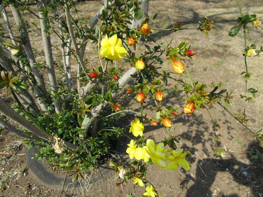 雲南黄梅 (2).jpg