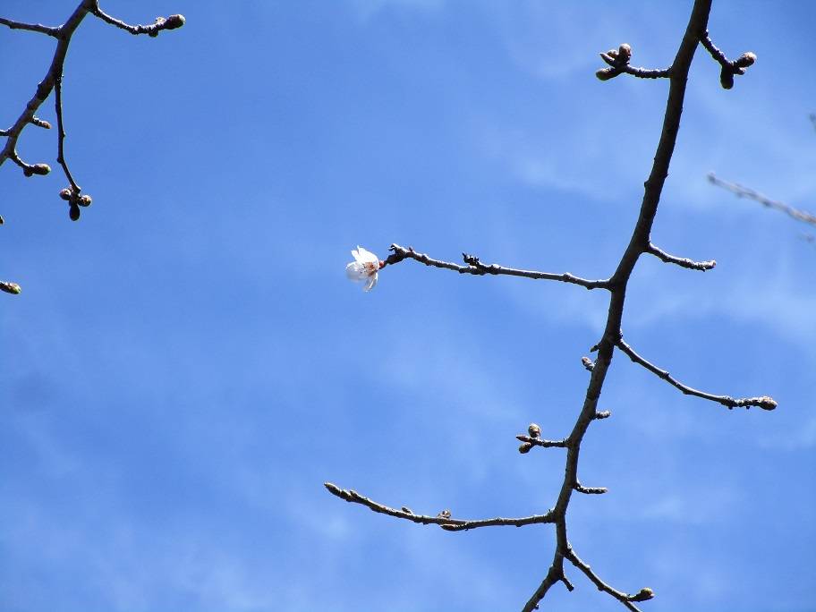 桜の写真 (7).jpg