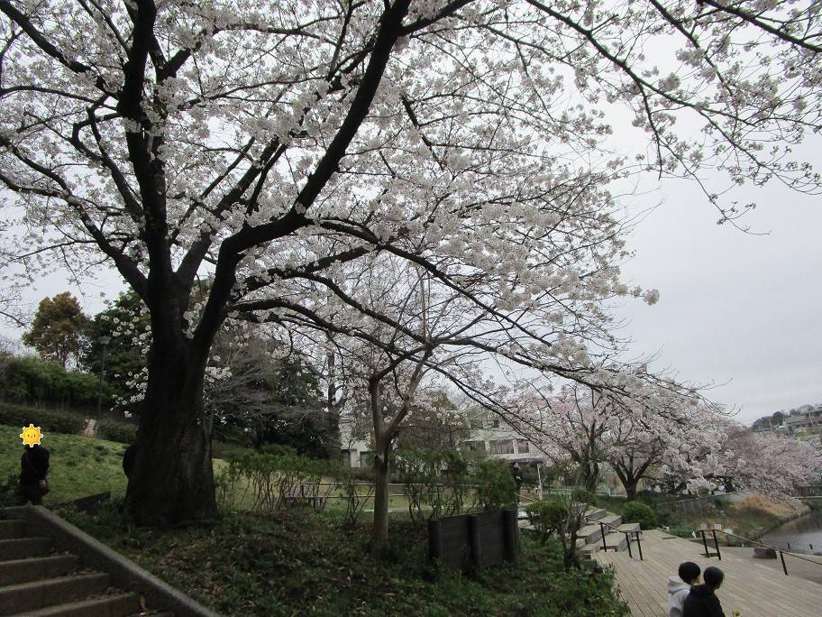 桜開花情報 (2).jpg