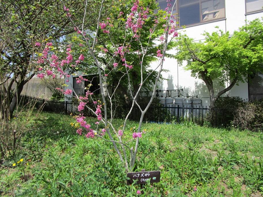 ハナズオウ (4).jpg