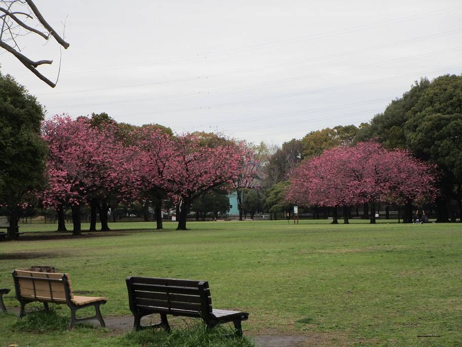 桜開花情報 (5).jpg