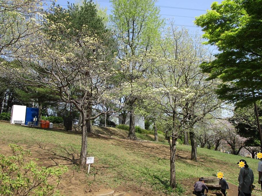 ハナミズキ (1).jpg