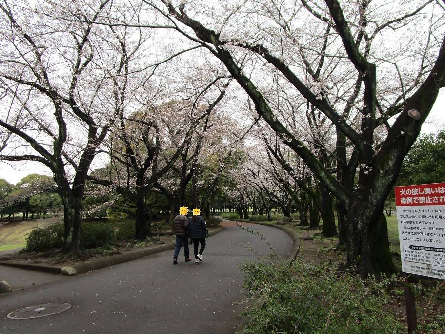 桜開花情報 (8).jpg