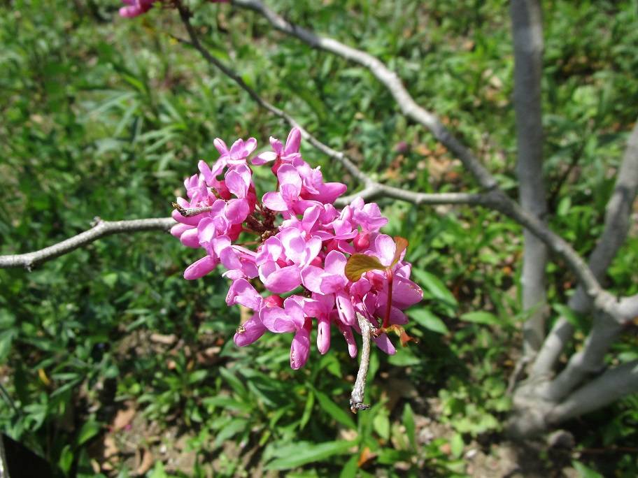 ハナズオウ (1).jpg