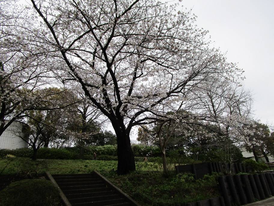 桜開花情報 (3).jpg