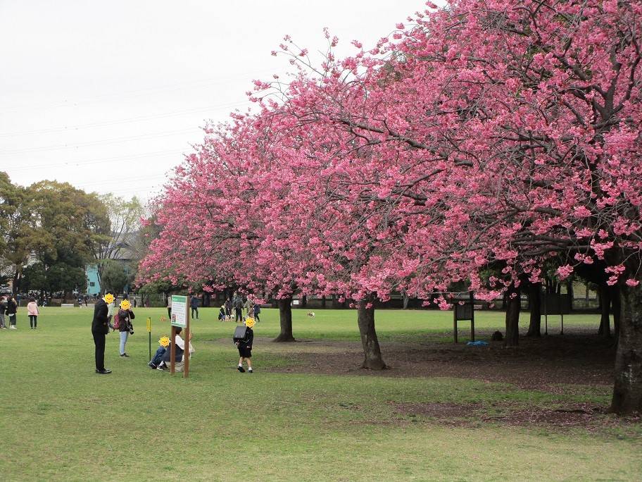 桜開花情報 (5).jpg