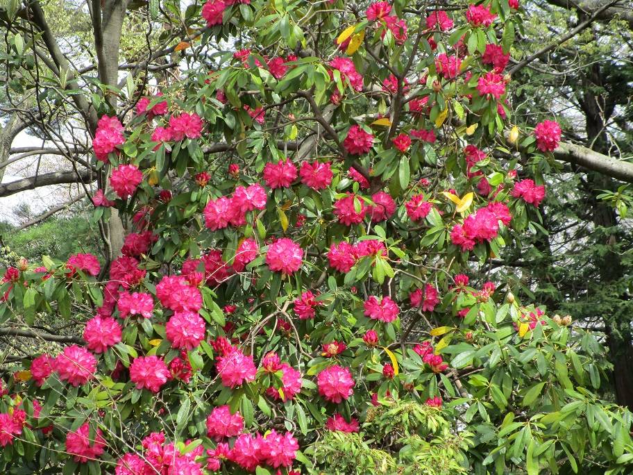 シャクナゲ (1).jpg