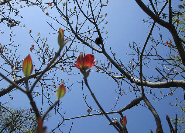 ハナミズキ (1).png