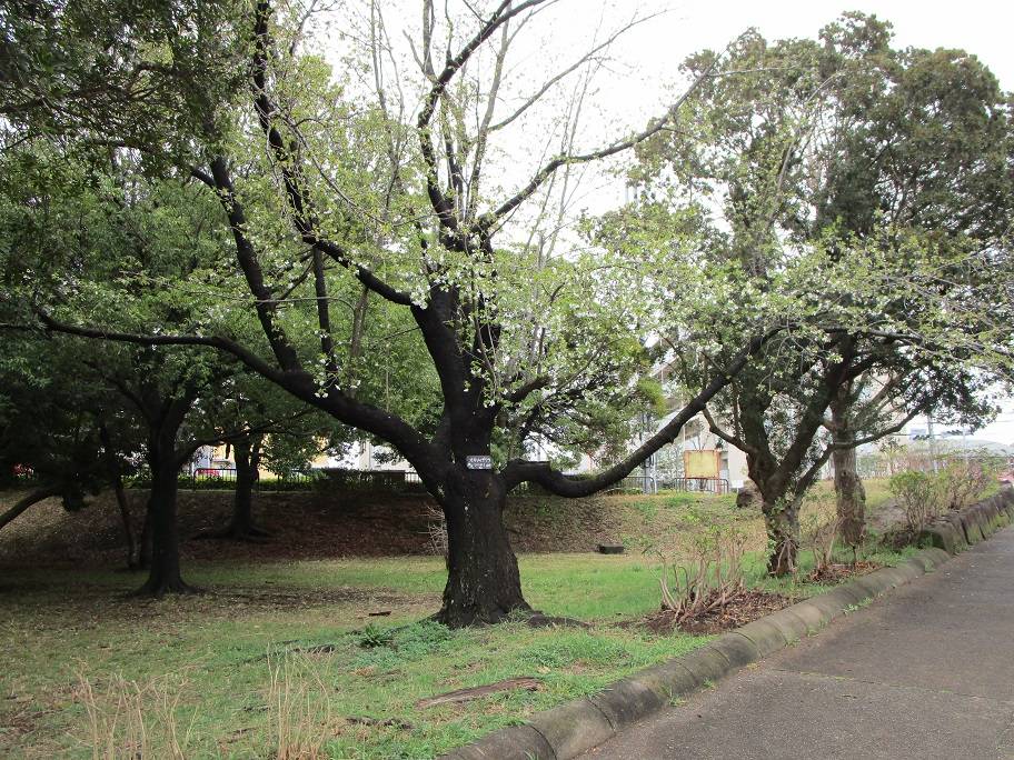 桜開花情報 (6).jpg
