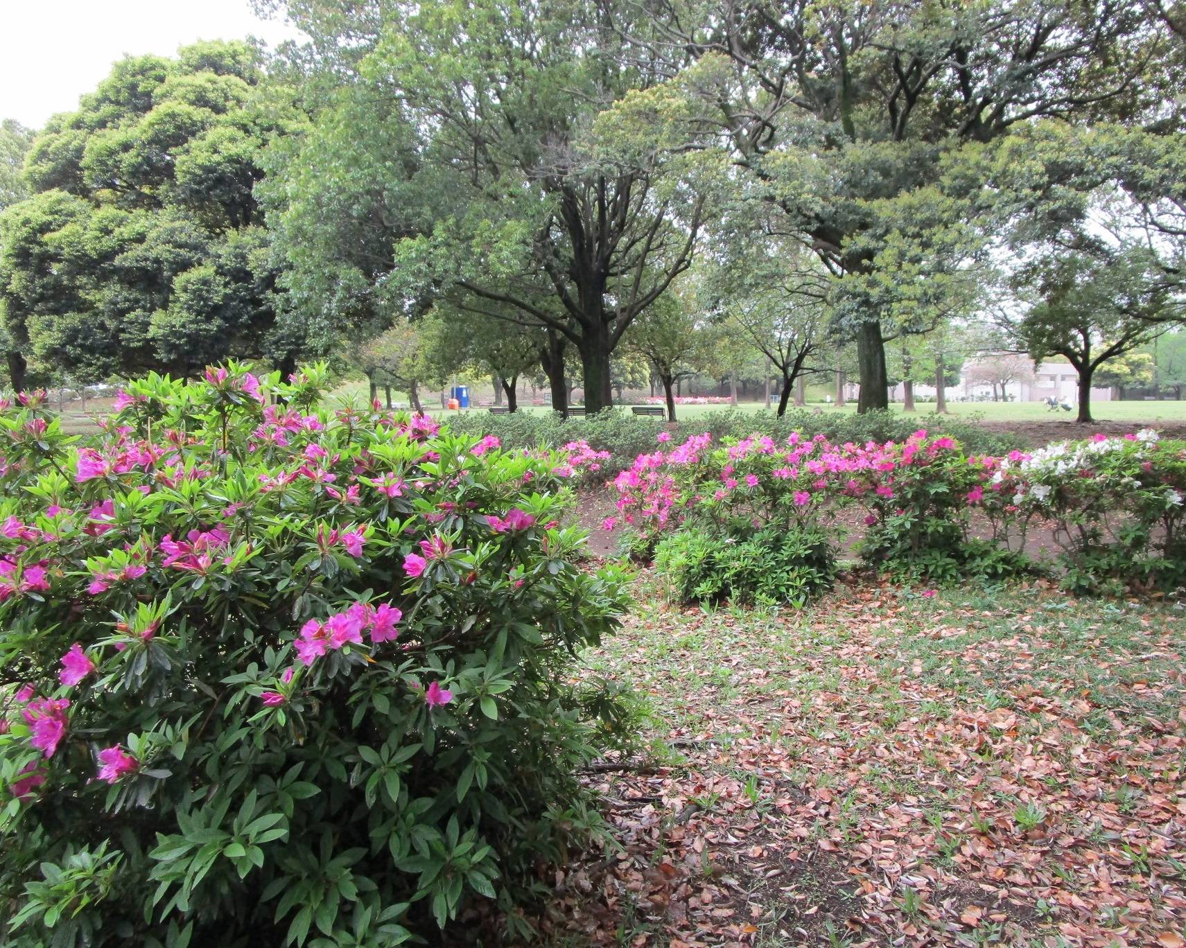 ツツジが咲きはじめています|｜ブログ|岸根公園公式サイト｜公益