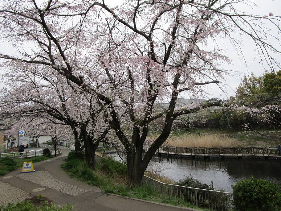 桜開花情報 (1).jpg