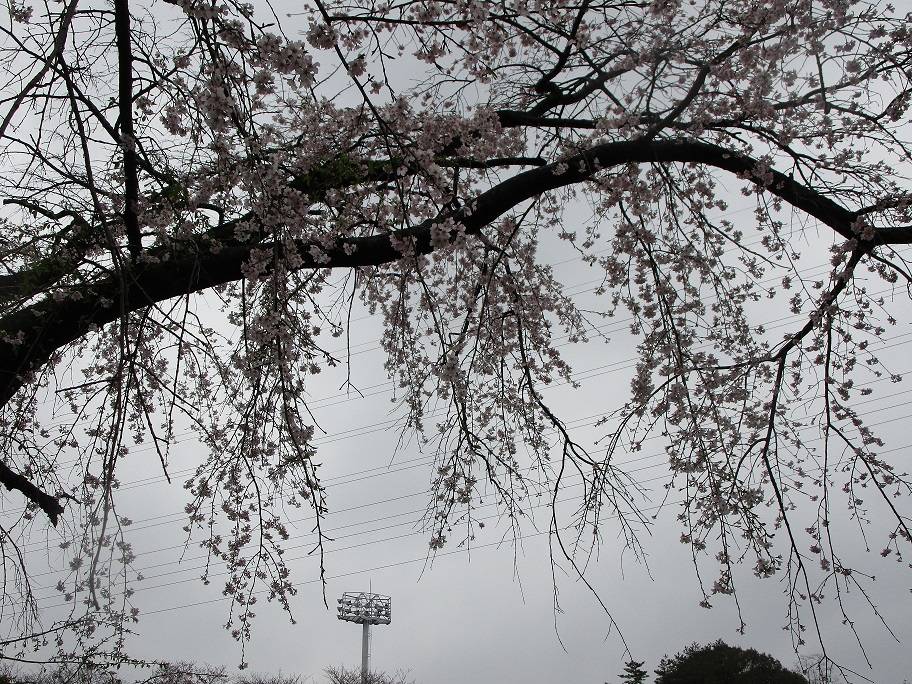 シダレザクラ⑤.jpg