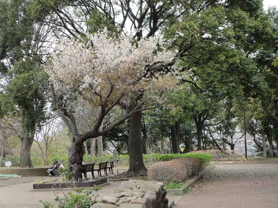 桜開花情報 (3).jpg