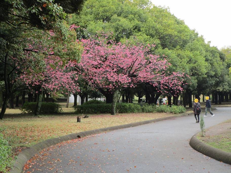桜開花情報 (1).jpg