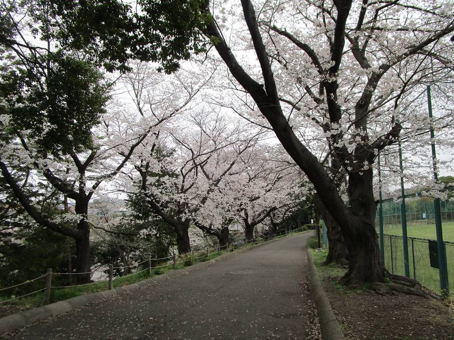 桜開花情報 (4).jpg