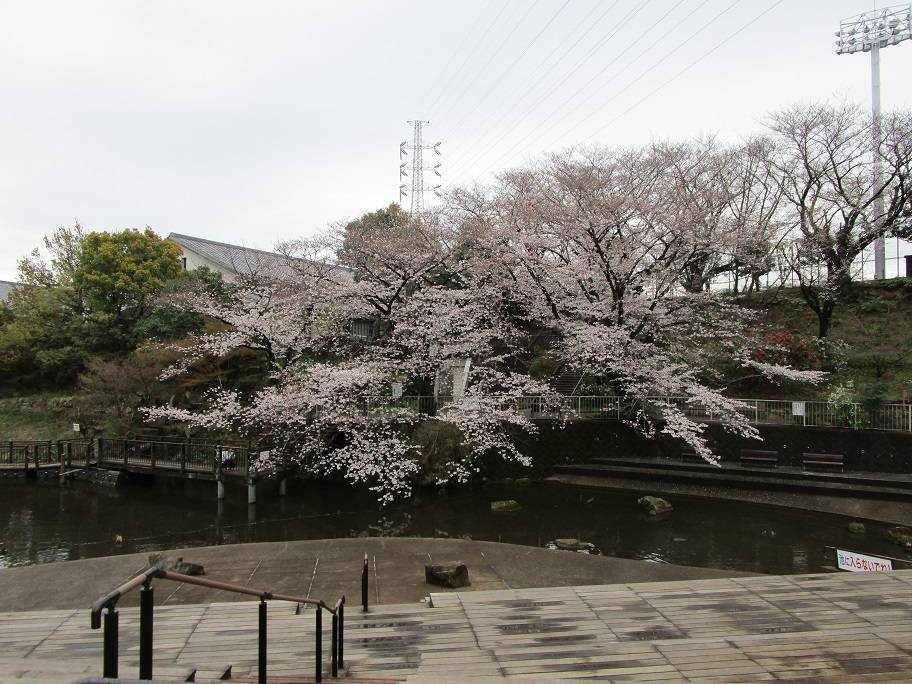 桜開花情報 (4).jpg