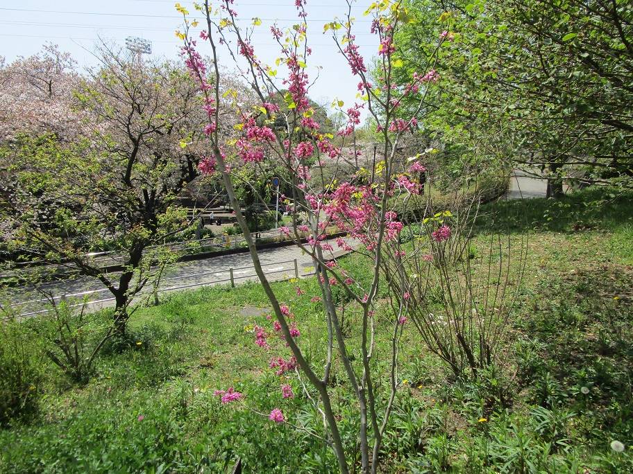 ハナズオウ (2).jpg