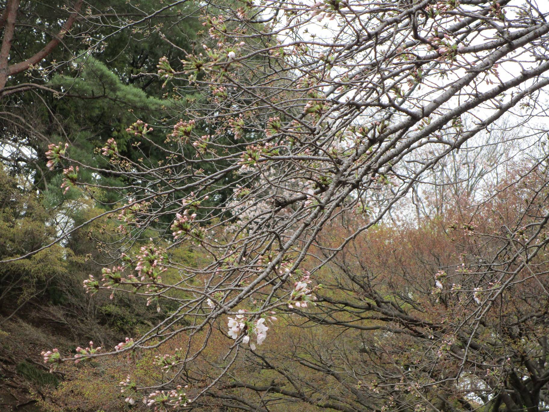桜開花情報【2024年4月1日】|桜開花|ブログ|岸根公園公式サイト 桜開花情報【2024年4月1日】|桜開花|ブログ|岸根公園公式サイト