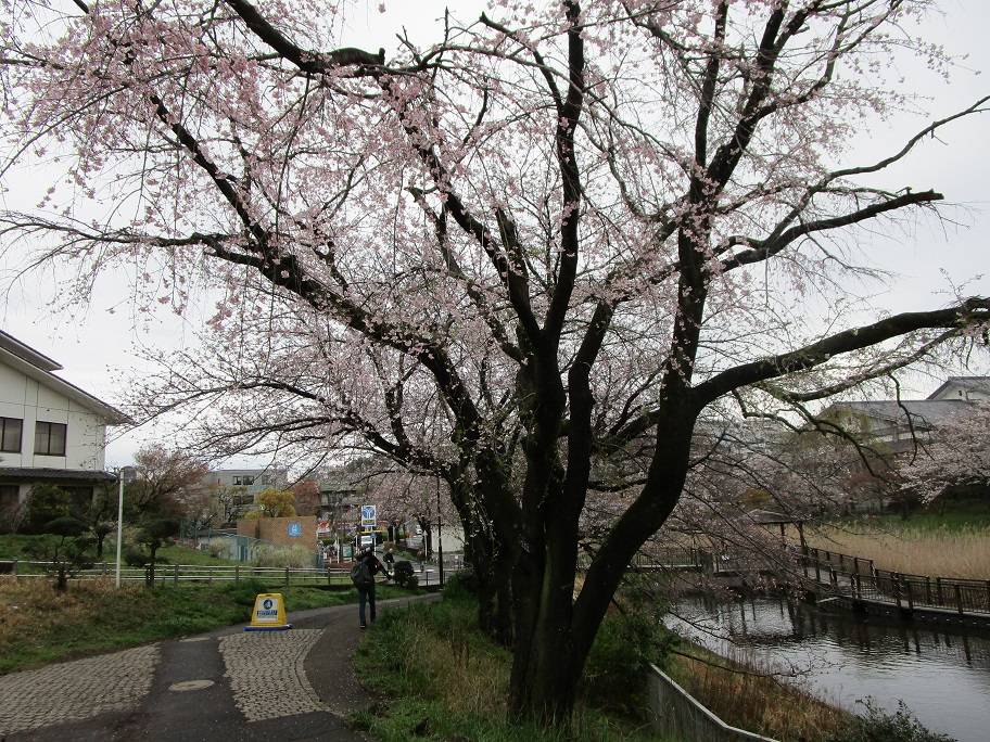 桜開花情報 (10).jpg