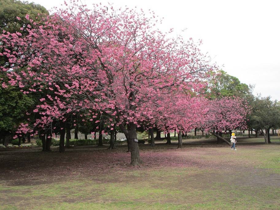 桜開花情報 (7).jpg
