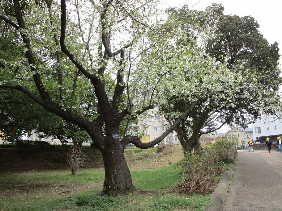 桜開花情報 (6).jpg