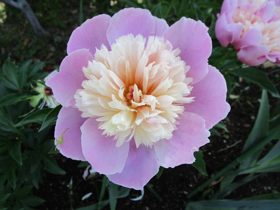 陶板 芍薬の花 陶板 芍薬の花 陶板 芍薬の花