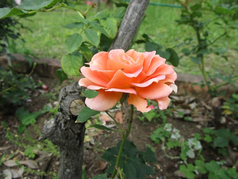 薔薇（バラ）満開|｜ブログ|岸根公園公式サイト｜公益財団法人
