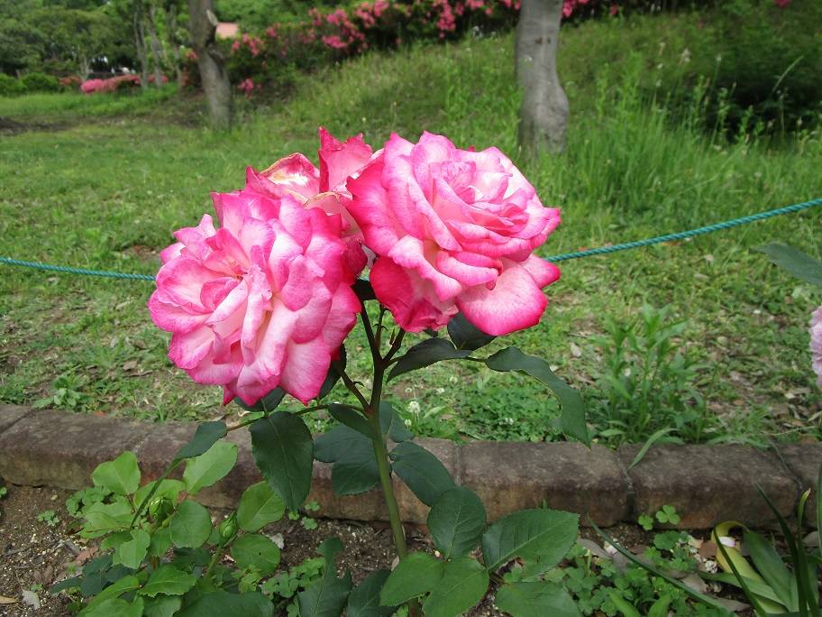 バラの写真 (2).jpg