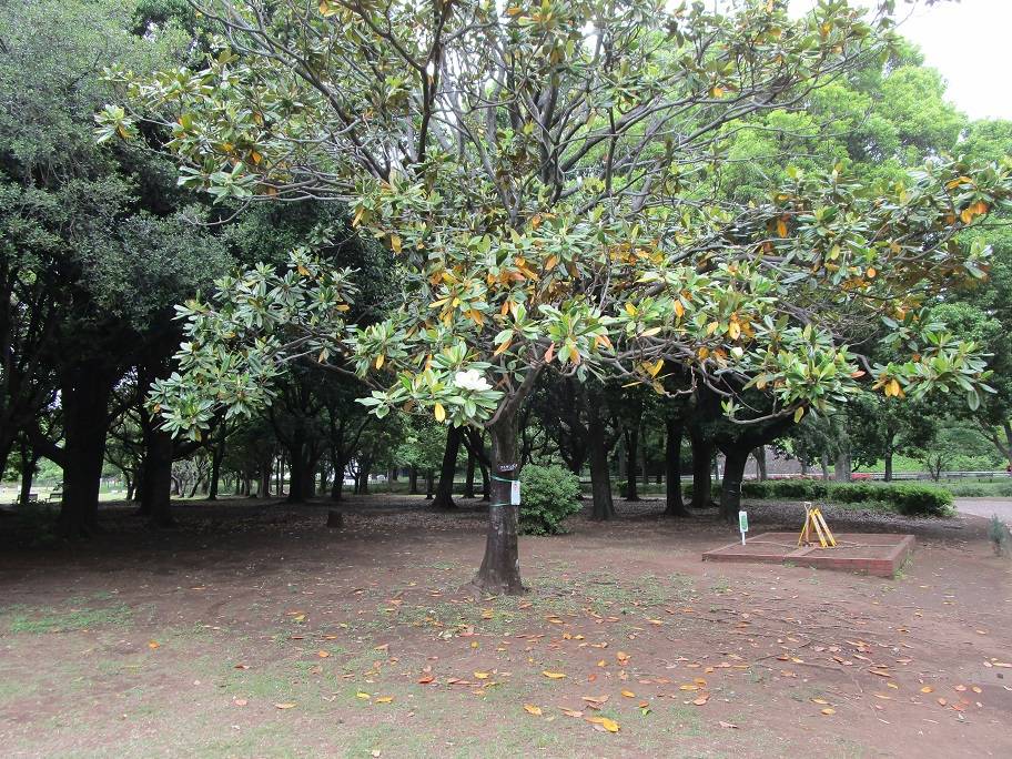 泰山木 タイサンボク（泰山木） |｜ブログ|岸根公園公式サイト｜公益