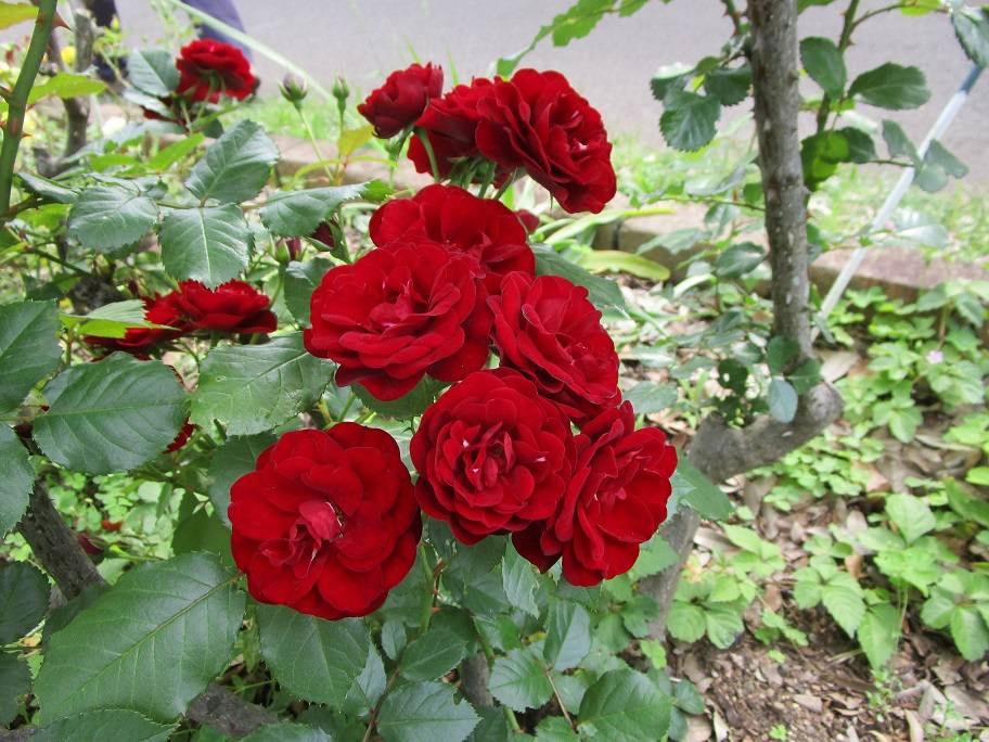 バラの写真 (3).jpg