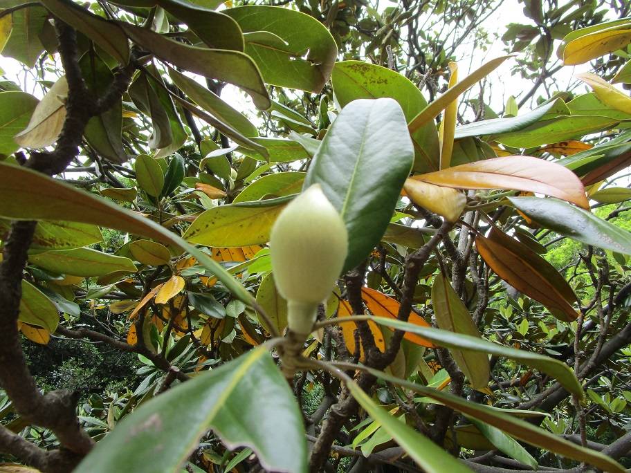 タイサンボク (3).jpg
