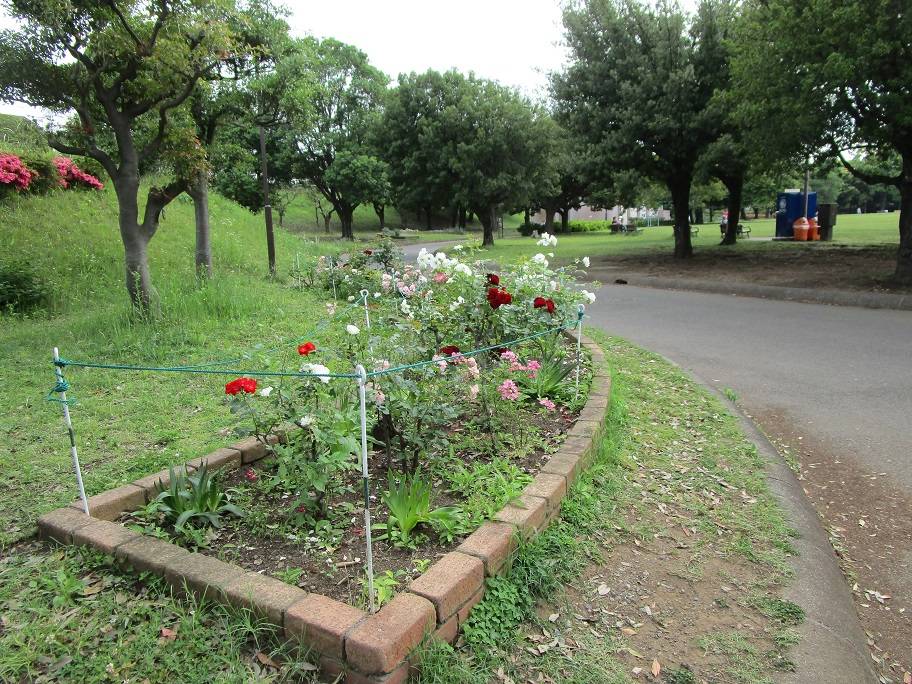 バラの写真 (1).jpg