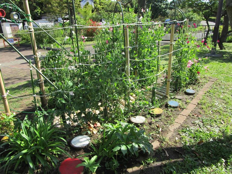 スイートピーのトンネル (2).jpg