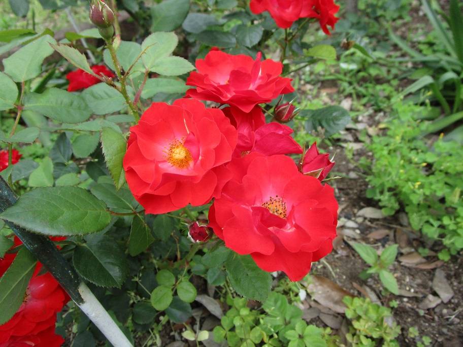 バラの写真 (5).jpg