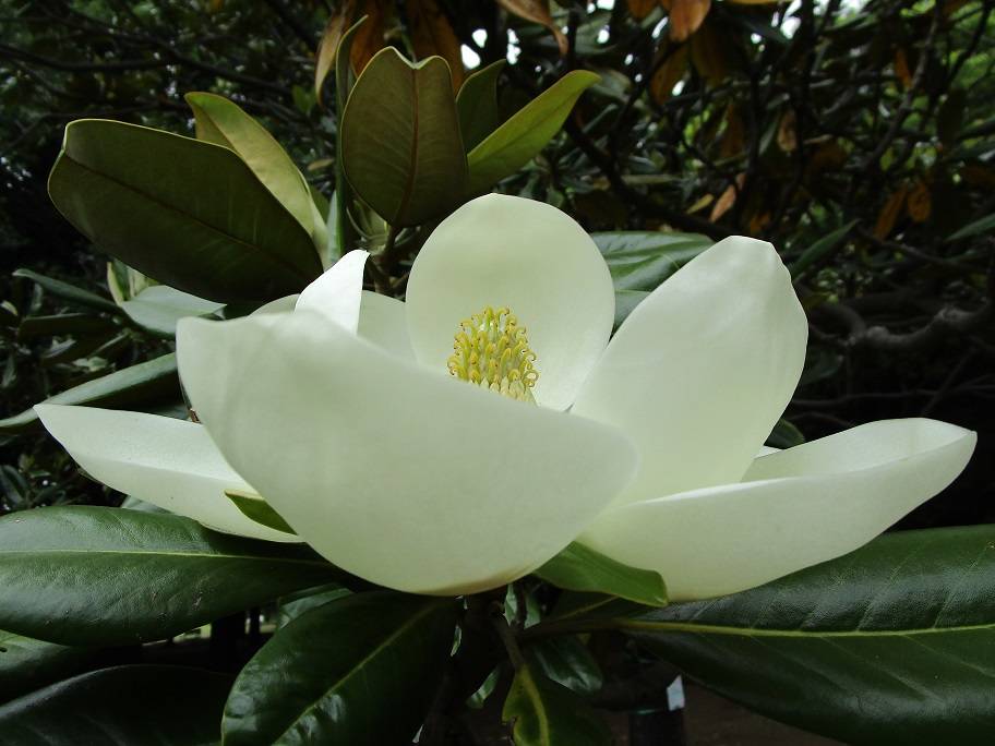 泰山木 泰山木（タイサンボク）開花|｜ブログ|岸根公園公式サイト｜公益