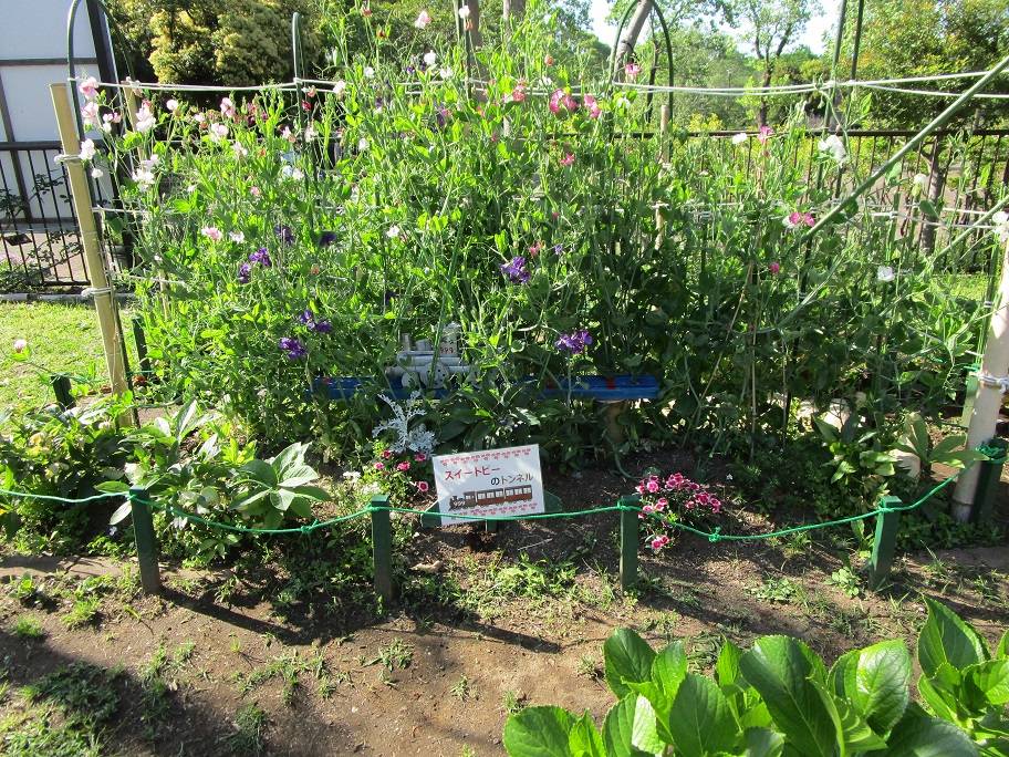 スイートピーのトンネル (3).jpg