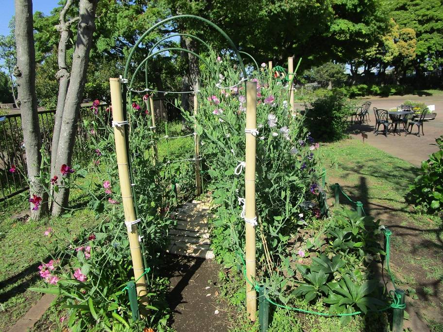 スイートピーのトンネル (1).jpg