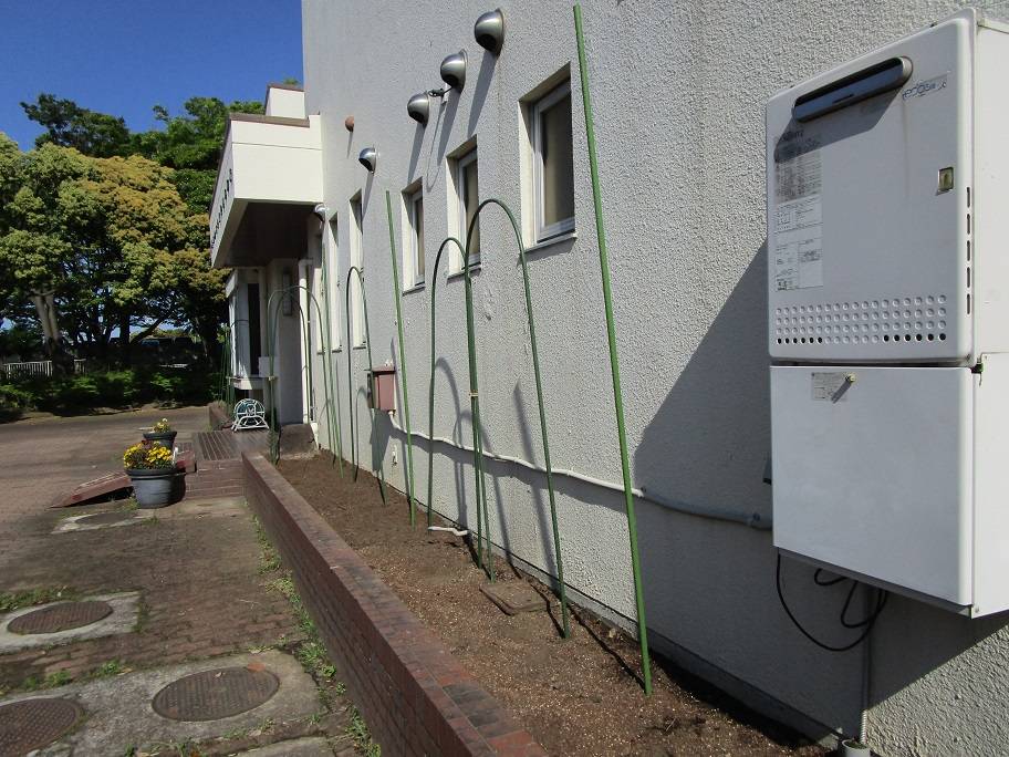 グリーンカテーン (3).jpg