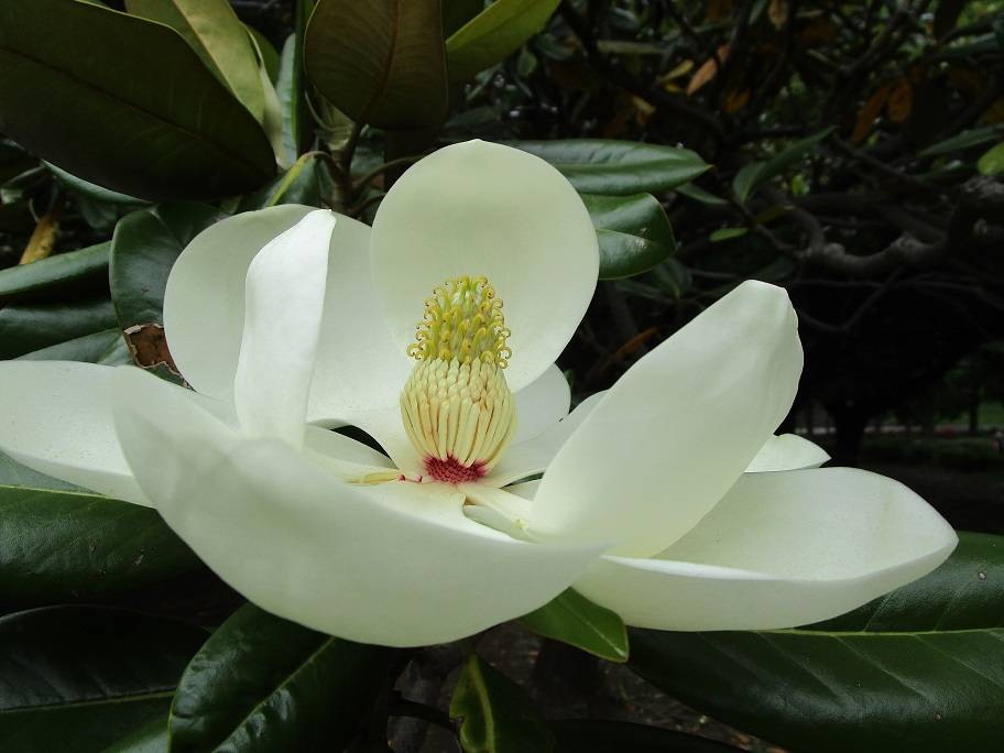 泰山木（タイサンボク）開花|｜ブログ|岸根公園公式サイト｜公益