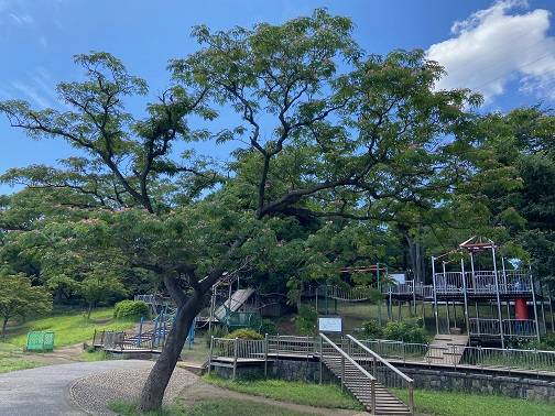 ネムノキ (2).jpg