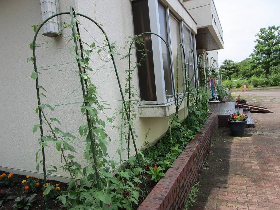 グリーンカーテン (3).jpg