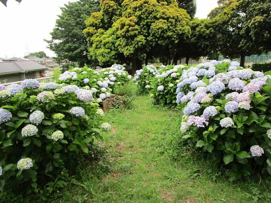 アジサイ (2).jpg