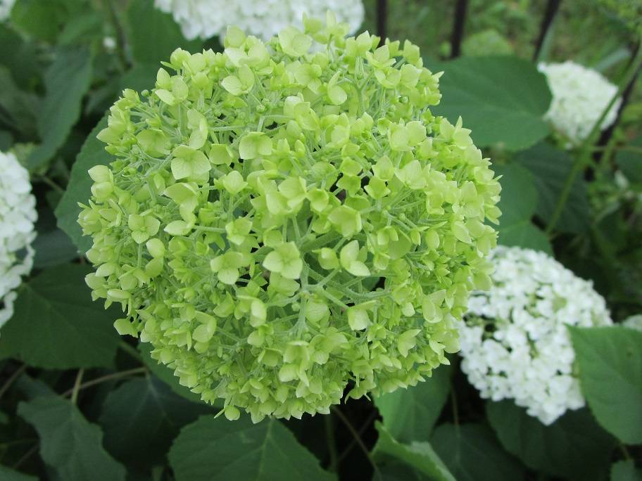 アナベル (4).jpg