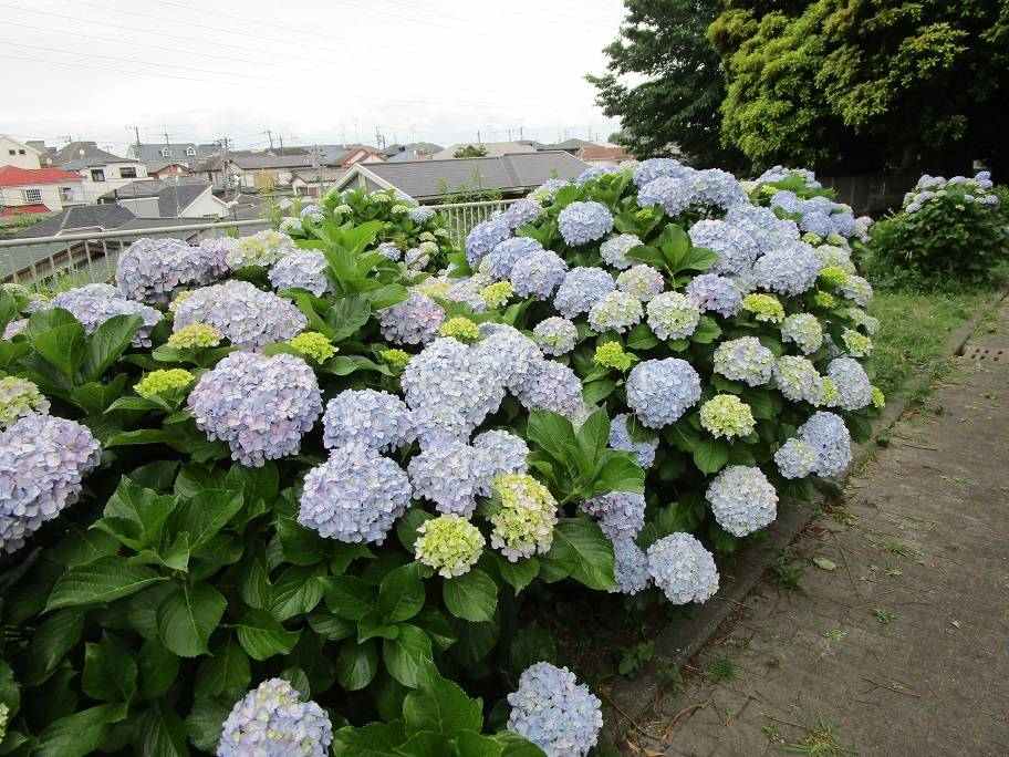 アジサイ (4).jpg