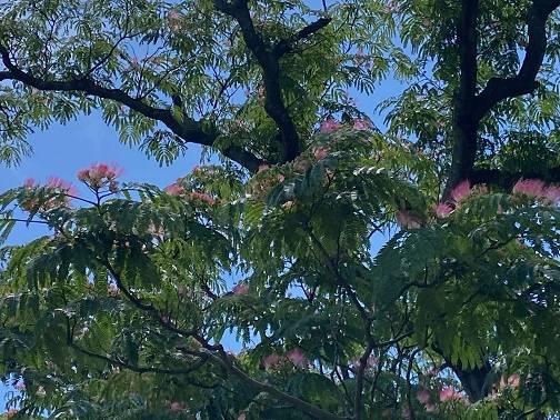 ネムノキ (3).jpg