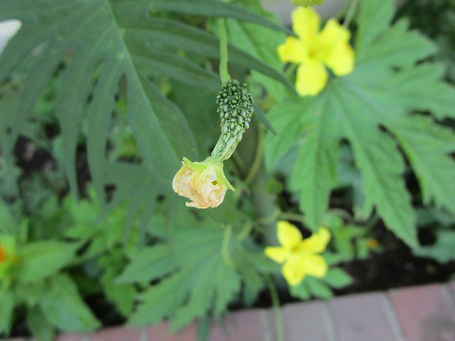 グリーンカーテン (5).jpg