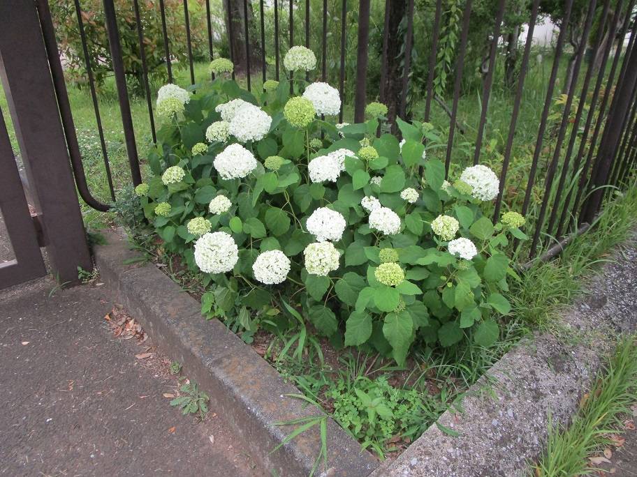 楽天市場】アジサイ 紫陽花 白花 アナベル5号 大株【お届け中