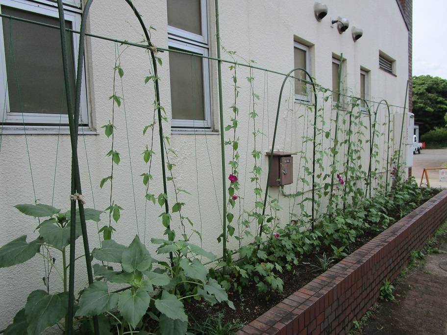 グリーンカーテン (1).jpg