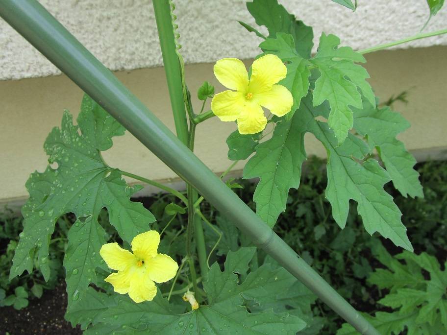 グリーンカーテン (4).jpg