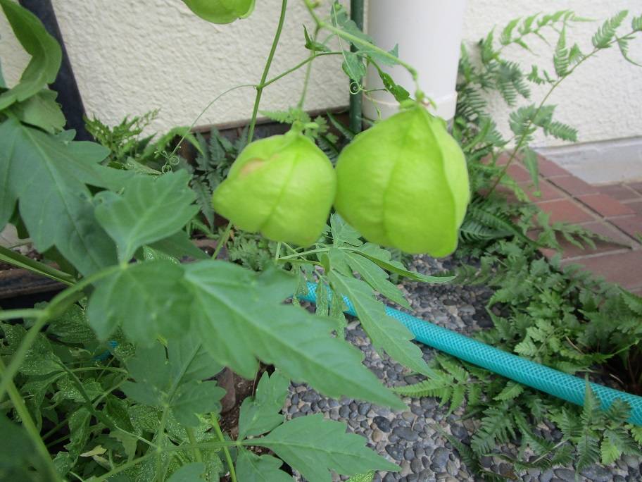 グリーンカーテン (1).jpg